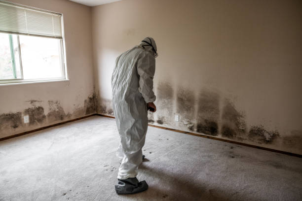 Mold Remediation for Rental Properties in Birdsboro, PA